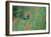 A Gilded Hummingbird, Hylocharis Chrysura, Feeds Mid Air on a Red Flower in Bonito, Brazil-Alex Saberi-Framed Photographic Print