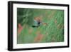 A Gilded Hummingbird, Hylocharis Chrysura, Feeds Mid Air on a Red Flower in Bonito, Brazil-Alex Saberi-Framed Photographic Print