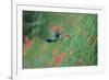 A Gilded Hummingbird, Hylocharis Chrysura, Feeds Mid Air on a Red Flower in Bonito, Brazil-Alex Saberi-Framed Photographic Print