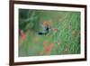 A Gilded Hummingbird, Hylocharis Chrysura, Feeds Mid Air on a Red Flower in Bonito, Brazil-Alex Saberi-Framed Photographic Print