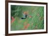 A Gilded Hummingbird, Hylocharis Chrysura, Feeds Mid Air on a Red Flower in Bonito, Brazil-Alex Saberi-Framed Photographic Print