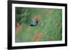 A Gilded Hummingbird, Hylocharis Chrysura, Feeds Mid Air on a Red Flower in Bonito, Brazil-Alex Saberi-Framed Photographic Print