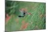 A Gilded Hummingbird, Hylocharis Chrysura, Feeds Mid Air on a Red Flower in Bonito, Brazil-Alex Saberi-Mounted Photographic Print