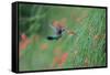 A Gilded Hummingbird, Hylocharis Chrysura, Feeds Mid Air on a Red Flower in Bonito, Brazil-Alex Saberi-Framed Stretched Canvas