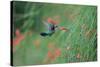 A Gilded Hummingbird, Hylocharis Chrysura, Feeds Mid Air on a Red Flower in Bonito, Brazil-Alex Saberi-Stretched Canvas