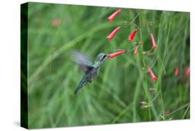 A Gilded Hummingbird, Hylocharis Chrysura, Feeds Mid Air on a Red Flower in Bonito, Brazil-Alex Saberi-Stretched Canvas