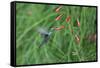 A Gilded Hummingbird, Hylocharis Chrysura, Feeds Mid Air on a Red Flower in Bonito, Brazil-Alex Saberi-Framed Stretched Canvas