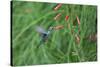 A Gilded Hummingbird, Hylocharis Chrysura, Feeds Mid Air on a Red Flower in Bonito, Brazil-Alex Saberi-Stretched Canvas