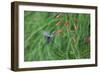 A Gilded Hummingbird, Hylocharis Chrysura, Feeds Mid Air on a Red Flower in Bonito, Brazil-Alex Saberi-Framed Premium Photographic Print