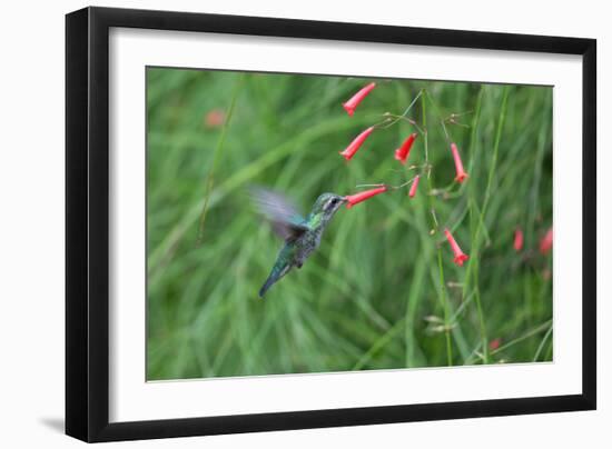 A Gilded Hummingbird, Hylocharis Chrysura, Feeds Mid Air on a Red Flower in Bonito, Brazil-Alex Saberi-Framed Photographic Print