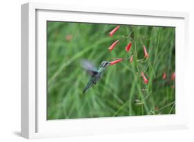 A Gilded Hummingbird, Hylocharis Chrysura, Feeds Mid Air on a Red Flower in Bonito, Brazil-Alex Saberi-Framed Photographic Print