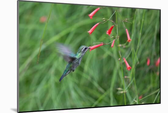 A Gilded Hummingbird, Hylocharis Chrysura, Feeds Mid Air on a Red Flower in Bonito, Brazil-Alex Saberi-Mounted Photographic Print