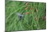 A Gilded Hummingbird, Hylocharis Chrysura, Feeds Mid Air on a Red Flower in Bonito, Brazil-Alex Saberi-Mounted Photographic Print