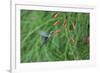 A Gilded Hummingbird, Hylocharis Chrysura, Feeds Mid Air on a Red Flower in Bonito, Brazil-Alex Saberi-Framed Photographic Print