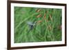 A Gilded Hummingbird, Hylocharis Chrysura, Feeds Mid Air on a Red Flower in Bonito, Brazil-Alex Saberi-Framed Photographic Print