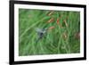 A Gilded Hummingbird, Hylocharis Chrysura, Feeds Mid Air on a Red Flower in Bonito, Brazil-Alex Saberi-Framed Photographic Print