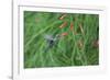 A Gilded Hummingbird, Hylocharis Chrysura, Feeds Mid Air on a Red Flower in Bonito, Brazil-Alex Saberi-Framed Photographic Print