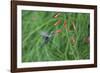 A Gilded Hummingbird, Hylocharis Chrysura, Feeds Mid Air on a Red Flower in Bonito, Brazil-Alex Saberi-Framed Photographic Print