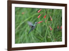 A Gilded Hummingbird, Hylocharis Chrysura, Feeds Mid Air on a Red Flower in Bonito, Brazil-Alex Saberi-Framed Photographic Print