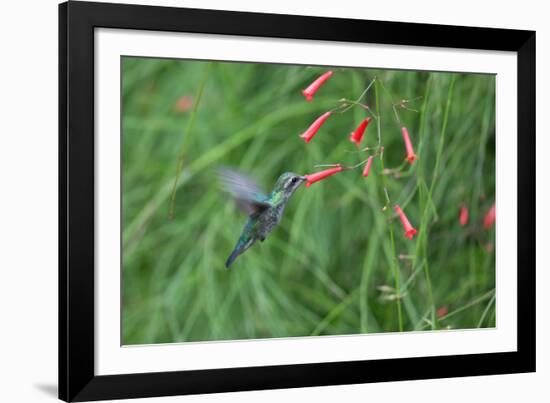 A Gilded Hummingbird, Hylocharis Chrysura, Feeds Mid Air on a Red Flower in Bonito, Brazil-Alex Saberi-Framed Photographic Print