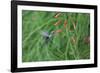 A Gilded Hummingbird, Hylocharis Chrysura, Feeds Mid Air on a Red Flower in Bonito, Brazil-Alex Saberi-Framed Photographic Print