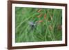 A Gilded Hummingbird, Hylocharis Chrysura, Feeds Mid Air on a Red Flower in Bonito, Brazil-Alex Saberi-Framed Photographic Print