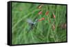 A Gilded Hummingbird, Hylocharis Chrysura, Feeds Mid Air on a Red Flower in Bonito, Brazil-Alex Saberi-Framed Stretched Canvas