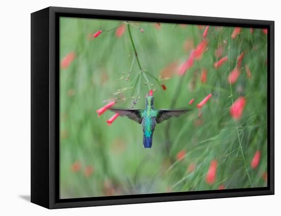A Gilded Hummingbird, Hylocharis Chrysura, Feeds Mid Air on a Red Flower in Bonito, Brazil-Alex Saberi-Framed Stretched Canvas