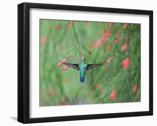 A Gilded Hummingbird, Hylocharis Chrysura, Feeds Mid Air on a Red Flower in Bonito, Brazil-Alex Saberi-Framed Photographic Print