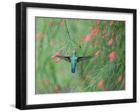 A Gilded Hummingbird, Hylocharis Chrysura, Feeds Mid Air on a Red Flower in Bonito, Brazil-Alex Saberi-Framed Photographic Print