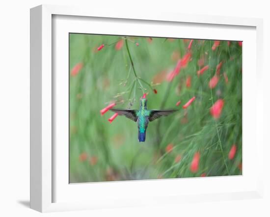 A Gilded Hummingbird, Hylocharis Chrysura, Feeds Mid Air on a Red Flower in Bonito, Brazil-Alex Saberi-Framed Photographic Print