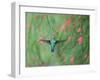 A Gilded Hummingbird, Hylocharis Chrysura, Feeds Mid Air on a Red Flower in Bonito, Brazil-Alex Saberi-Framed Photographic Print