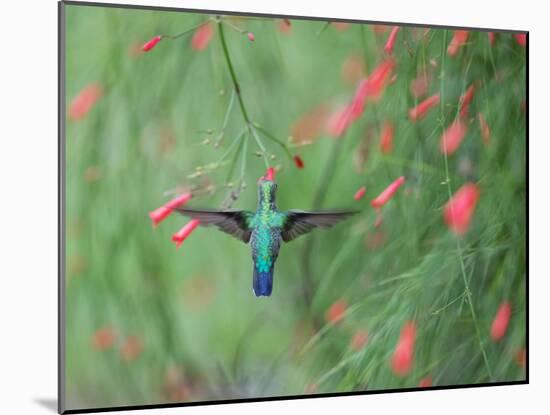 A Gilded Hummingbird, Hylocharis Chrysura, Feeds Mid Air on a Red Flower in Bonito, Brazil-Alex Saberi-Mounted Photographic Print