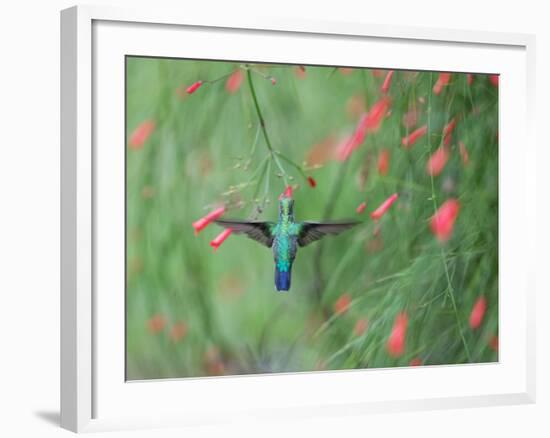 A Gilded Hummingbird, Hylocharis Chrysura, Feeds Mid Air on a Red Flower in Bonito, Brazil-Alex Saberi-Framed Photographic Print