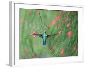 A Gilded Hummingbird, Hylocharis Chrysura, Feeds Mid Air on a Red Flower in Bonito, Brazil-Alex Saberi-Framed Photographic Print