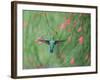 A Gilded Hummingbird, Hylocharis Chrysura, Feeds Mid Air on a Red Flower in Bonito, Brazil-Alex Saberi-Framed Photographic Print