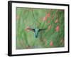 A Gilded Hummingbird, Hylocharis Chrysura, Feeds Mid Air on a Red Flower in Bonito, Brazil-Alex Saberi-Framed Photographic Print