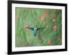 A Gilded Hummingbird, Hylocharis Chrysura, Feeds Mid Air on a Red Flower in Bonito, Brazil-Alex Saberi-Framed Photographic Print