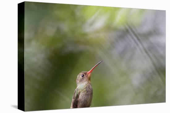 A Gilded Hummingbird Waits on a Branch in a Jungle-Alex Saberi-Stretched Canvas