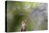 A Gilded Hummingbird Waits on a Branch in a Jungle-Alex Saberi-Stretched Canvas