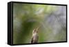 A Gilded Hummingbird Waits on a Branch in a Jungle-Alex Saberi-Framed Stretched Canvas