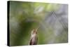 A Gilded Hummingbird Waits on a Branch in a Jungle-Alex Saberi-Stretched Canvas