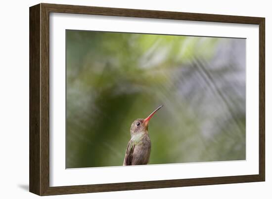 A Gilded Hummingbird Waits on a Branch in a Jungle-Alex Saberi-Framed Photographic Print