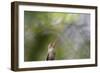 A Gilded Hummingbird Waits on a Branch in a Jungle-Alex Saberi-Framed Photographic Print