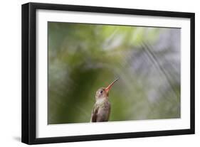 A Gilded Hummingbird Waits on a Branch in a Jungle-Alex Saberi-Framed Photographic Print