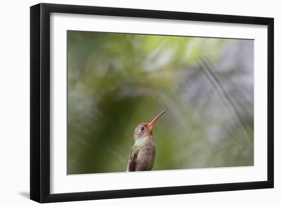 A Gilded Hummingbird Waits on a Branch in a Jungle-Alex Saberi-Framed Photographic Print