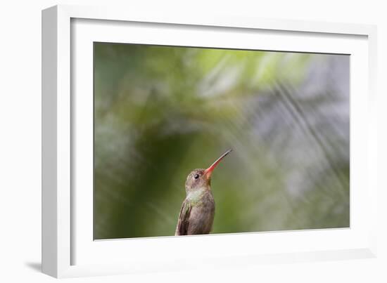 A Gilded Hummingbird Waits on a Branch in a Jungle-Alex Saberi-Framed Photographic Print