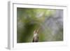 A Gilded Hummingbird Waits on a Branch in a Jungle-Alex Saberi-Framed Photographic Print
