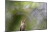 A Gilded Hummingbird Waits on a Branch in a Jungle-Alex Saberi-Mounted Photographic Print