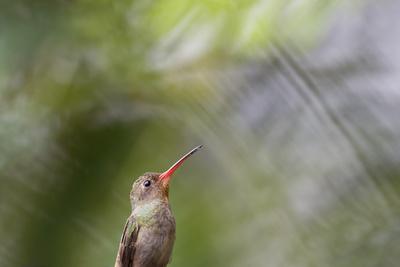 https://imgc.allpostersimages.com/img/posters/a-gilded-hummingbird-waits-on-a-branch-in-a-jungle_u-L-PSWXFQ0.jpg?artPerspective=n